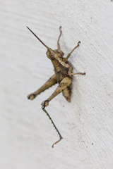 Acridoidea