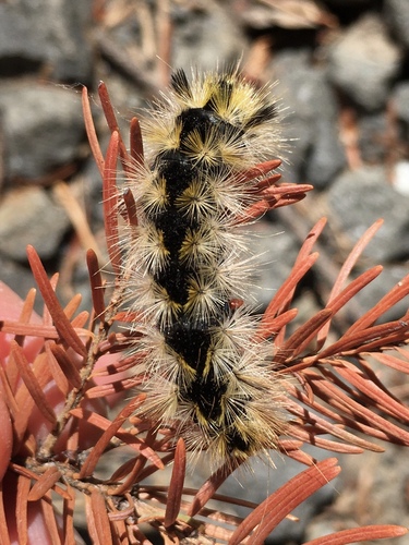 Silver-spotted Tiger Moth