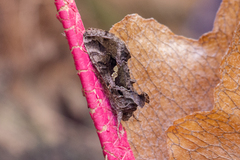 Chrysodeixis includens