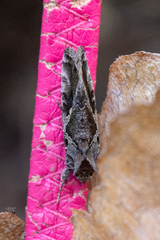 Chrysodeixis includens