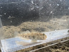 Gnatholepis anjerensis