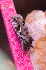 Chrysodeixis includens