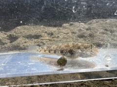 Gnatholepis anjerensis