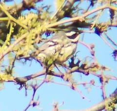 Setophaga nigrescens