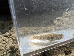 Gnatholepis anjerensis