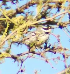 Setophaga nigrescens