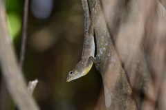 Anolis gundlachi