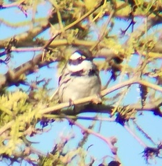 Setophaga nigrescens