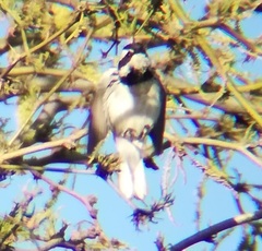 Setophaga nigrescens