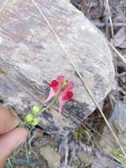 Linaria aeruginea