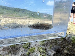 Asterropteryx semipunctata