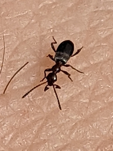 iNaturalist observation photo of Ant-like Flower Beetles