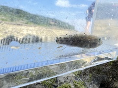 Asterropteryx semipunctata