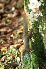 Callosciurus notatus