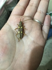 Eburia pedestris