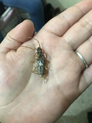 Eburia pedestris