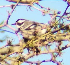 Setophaga nigrescens