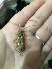 Eburia pedestris