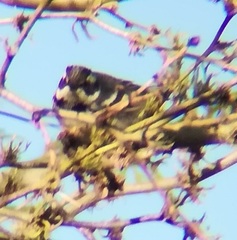 Setophaga nigrescens