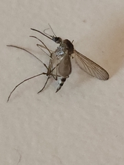 Coquillettidia perturbans