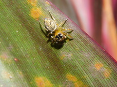 Colyttus