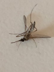 Coquillettidia perturbans