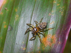 Colyttus