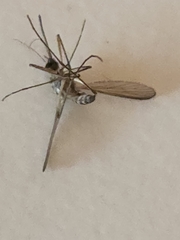 Coquillettidia perturbans