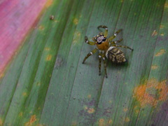 Colyttus