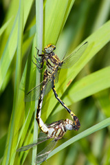 Progomphus obscurus