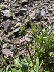 Valeriana acutiloba