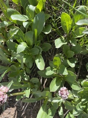 Valeriana acutiloba