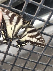 Papilio eurymedon