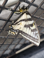 Papilio eurymedon