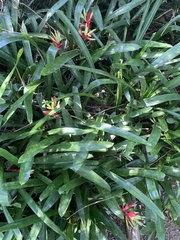 Billbergia amoena