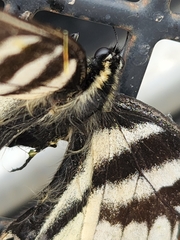 Papilio eurymedon
