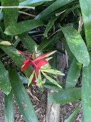 Billbergia amoena