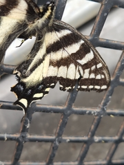 Papilio eurymedon