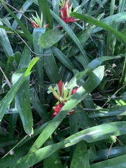 Billbergia amoena