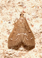 Mecyna mustelinalis