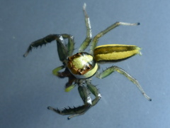 Epocilla calcarata