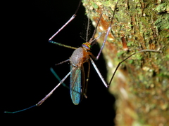 Wyeomyia