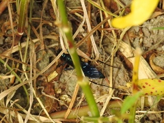 Chlorion aerarium