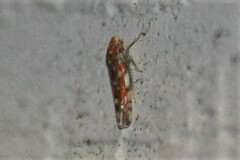 Erythroneura rubra