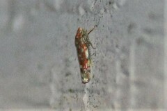 Erythroneura rubra