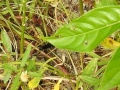 Chlorion aerarium