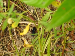 Chlorion aerarium