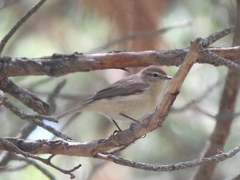 Phylloscopus sindianus