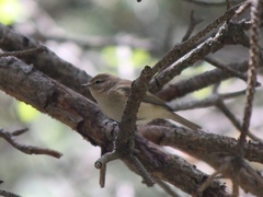 Phylloscopus sindianus