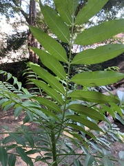 Cedrela fissilis
